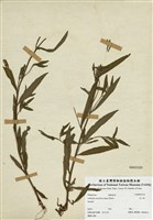 藏品(水丁香)的圖片
